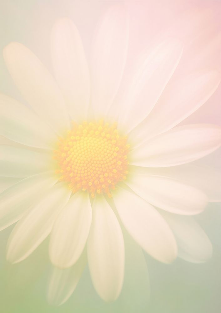 Daisy grainy texture backgrounds blossom flower.
