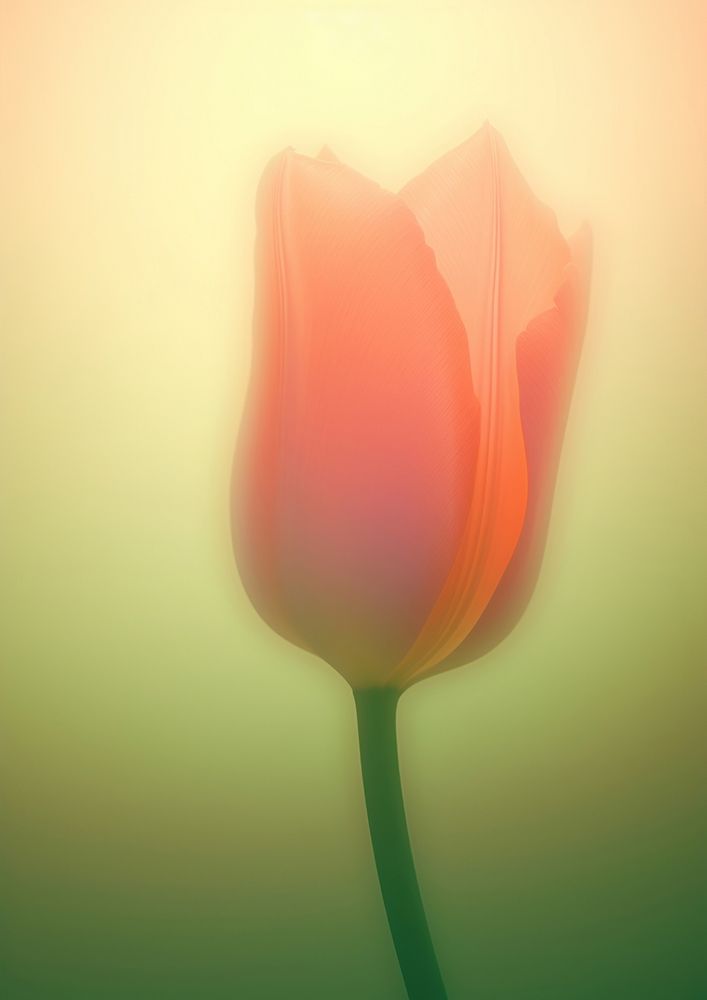 Tulip grainy texture flower petal plant.