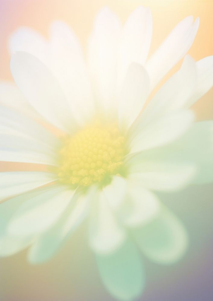 Daisy grainy texture backgrounds abstract flower.