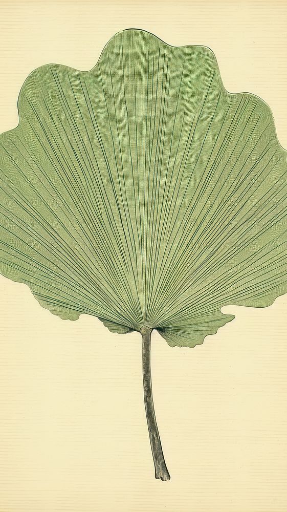 Ginkgo leaf plant tree textured.