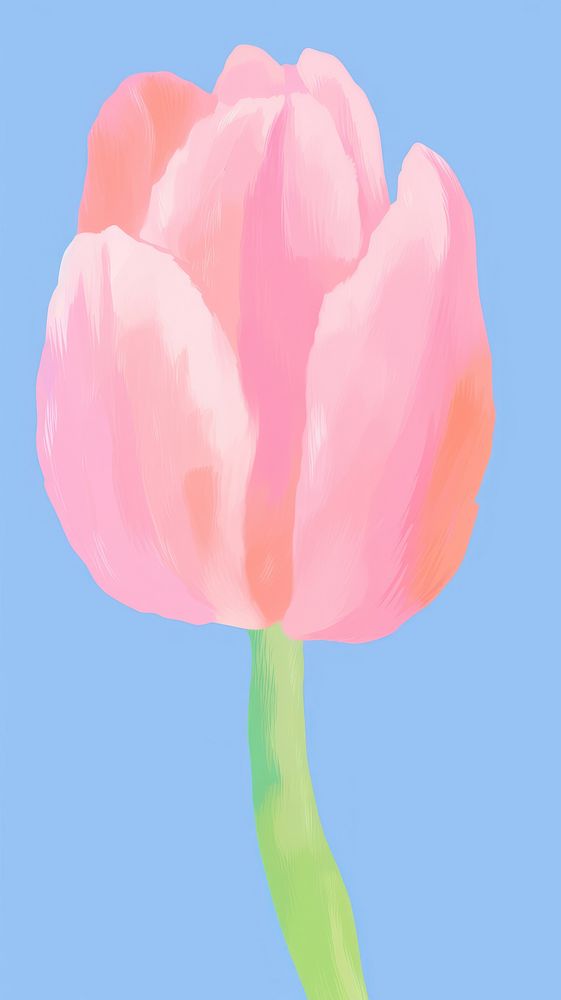 Tulip tulip flower petal.