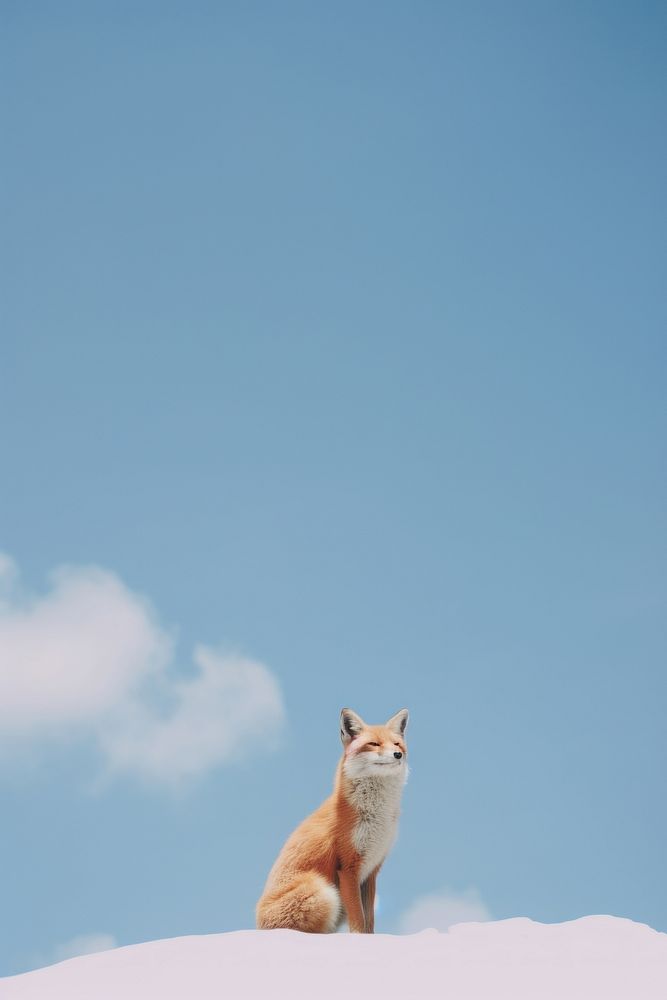 Photo of cute animal wildlife mammal fox.