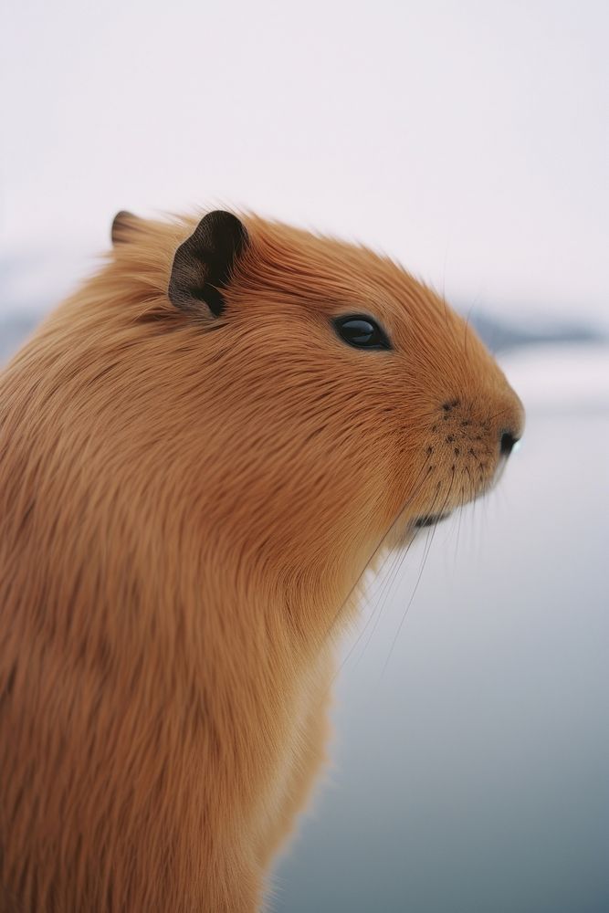 Photo of cute animal capybara hamster mammal.