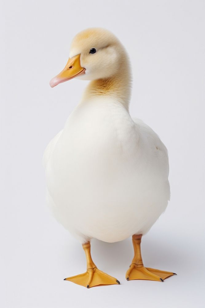 Photo of cute animal duck goose bird.