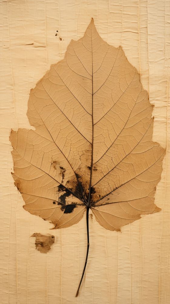 Basswood leaf textured plant tree. | Premium Photo - rawpixel