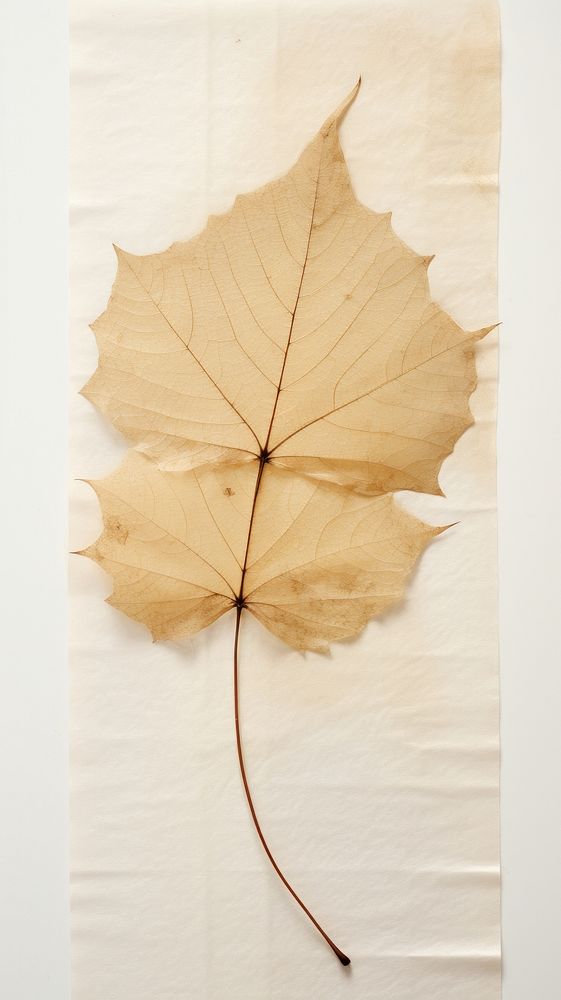 Basswood leaf plant paper tree.