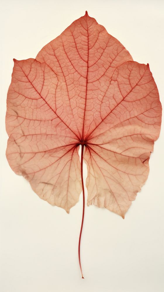 Begonia leaf plant tree red.
