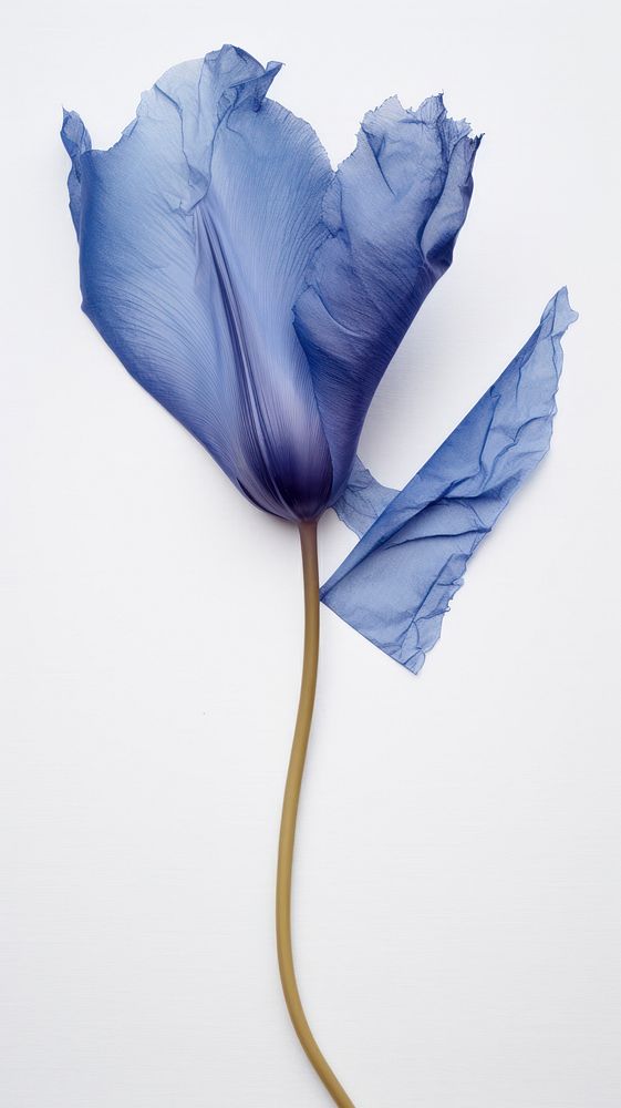 Blue Tulip flower petal plant.