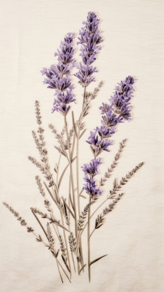Blossom of lavender flower blossom plant.