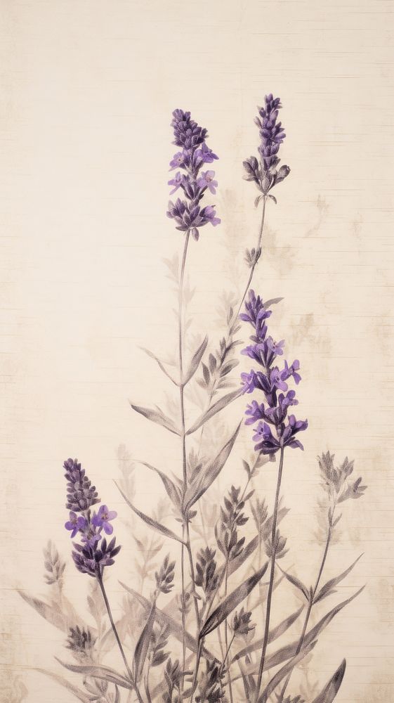 Blossom of lavender flower backgrounds blossom.