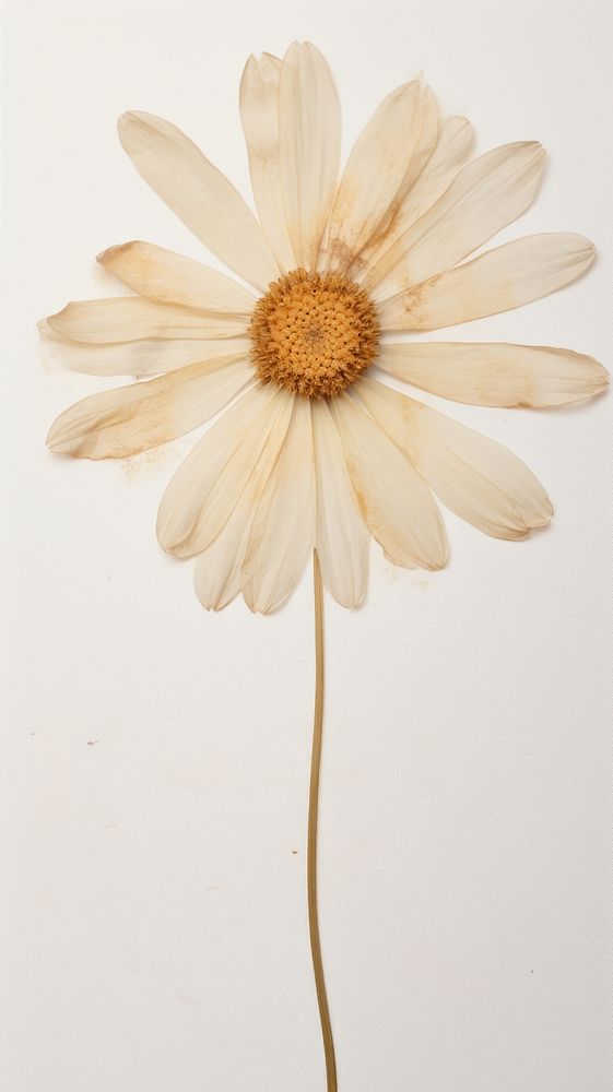 Daisy Petal flower petal daisy.
