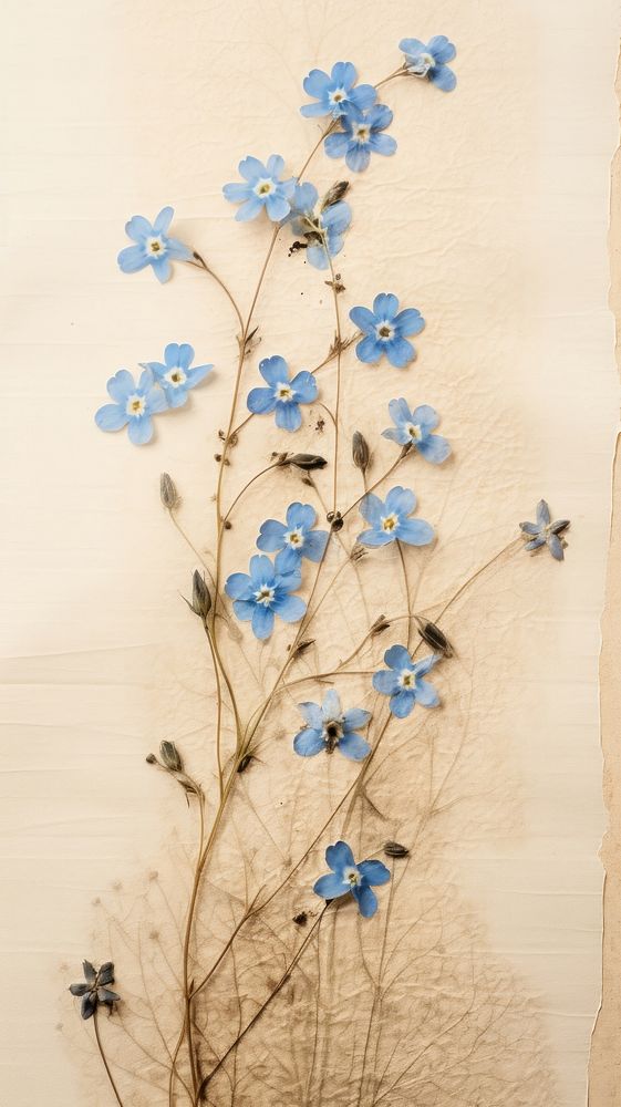 Forget me not flower plant wall.