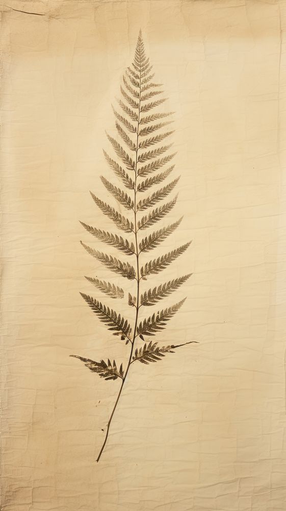 Fir leaf textured plant fern.