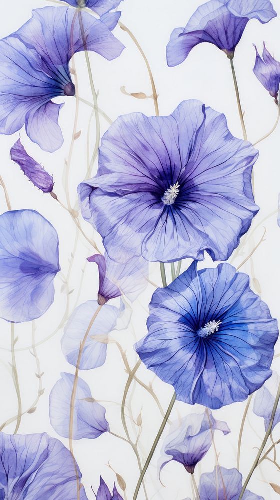 Morning Glory flower backgrounds petal.