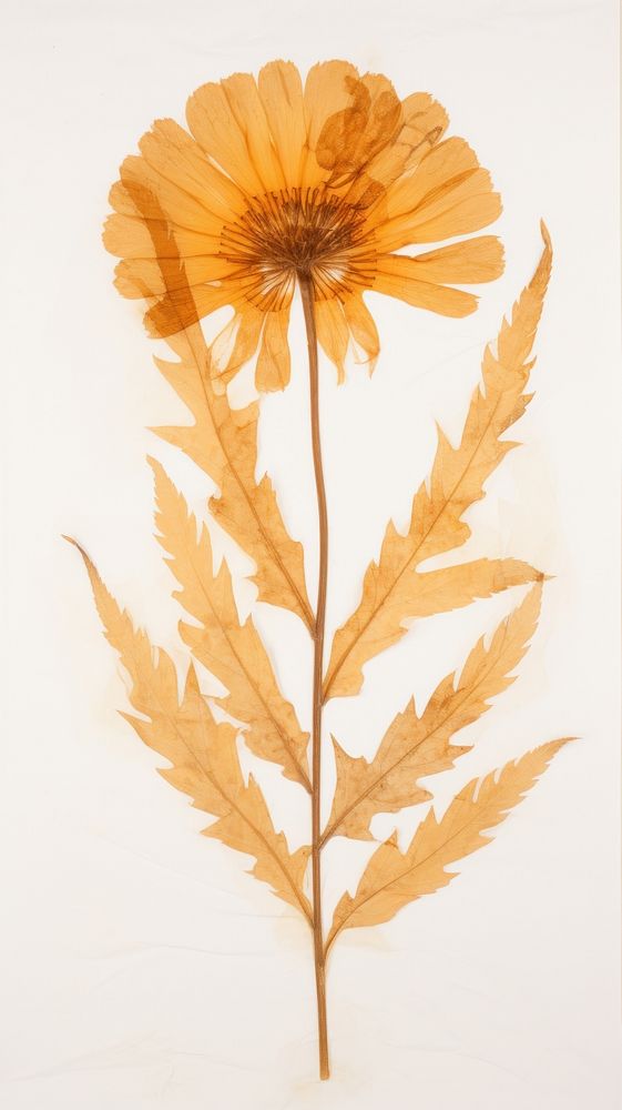 Marigold Leaf flower leaf sunflower.