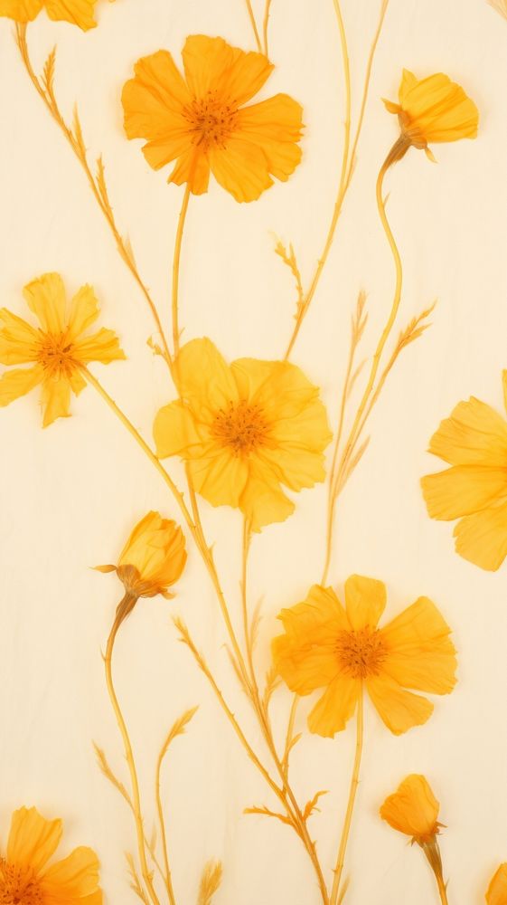 Marigold flower backgrounds wallpaper.
