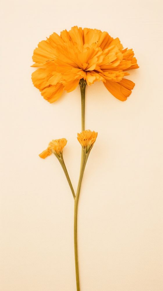 Marigold flower petal plant.