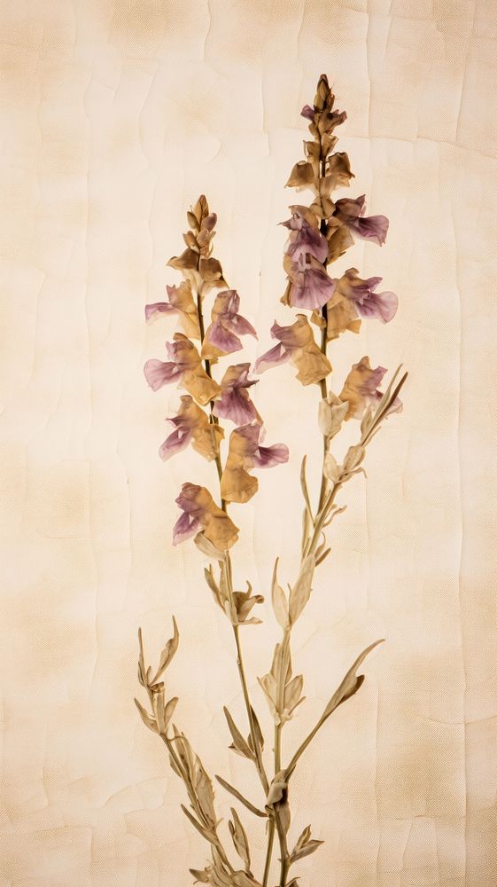Snapdragon flower lavender plant.