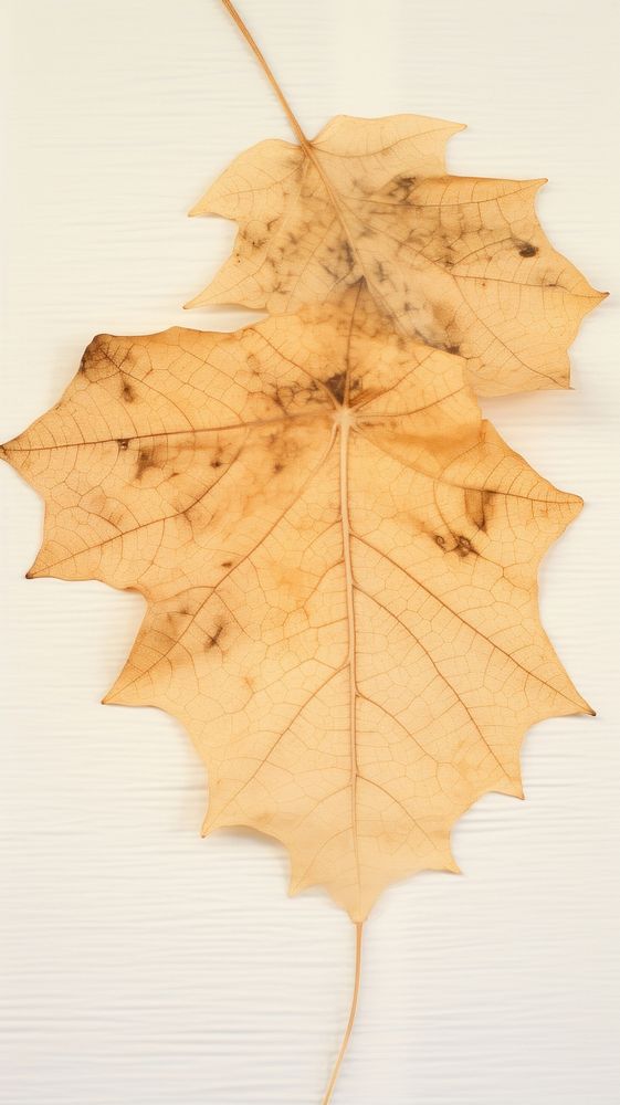 Sycamore Leaf leaf textured plant.