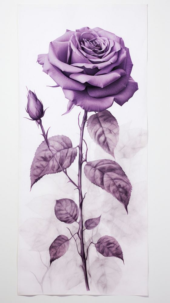 Purple rose flower plant art.