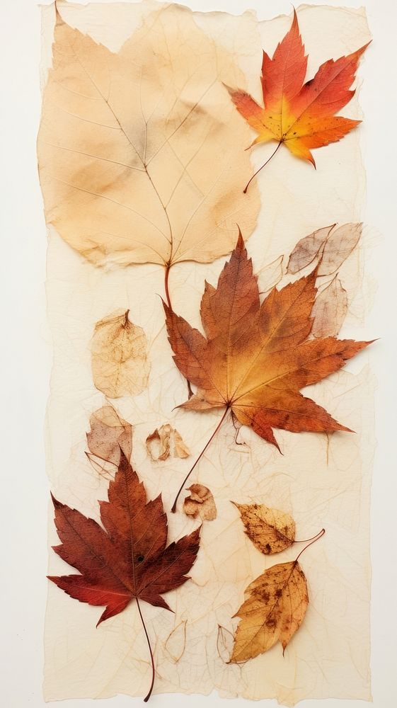 Real pressed autumn leaves maple plant paper.
