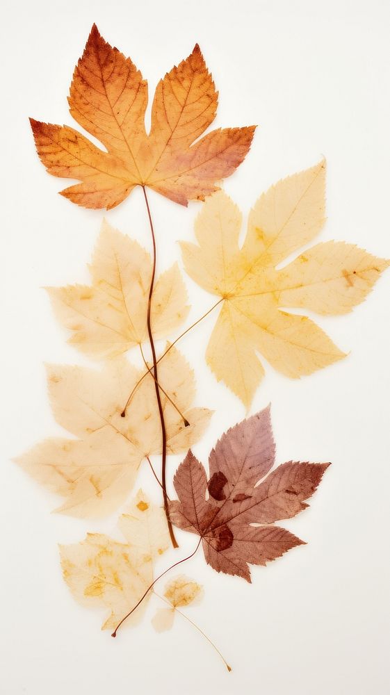 Real pressed autumn leaves maple plant leaf.