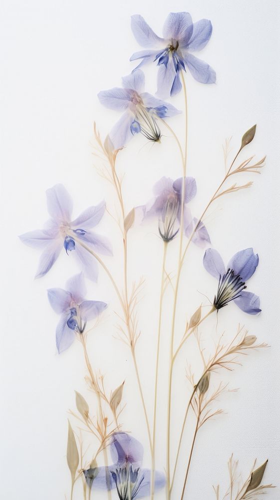 Real pressed bluebells flowers plant inflorescence invertebrate.
