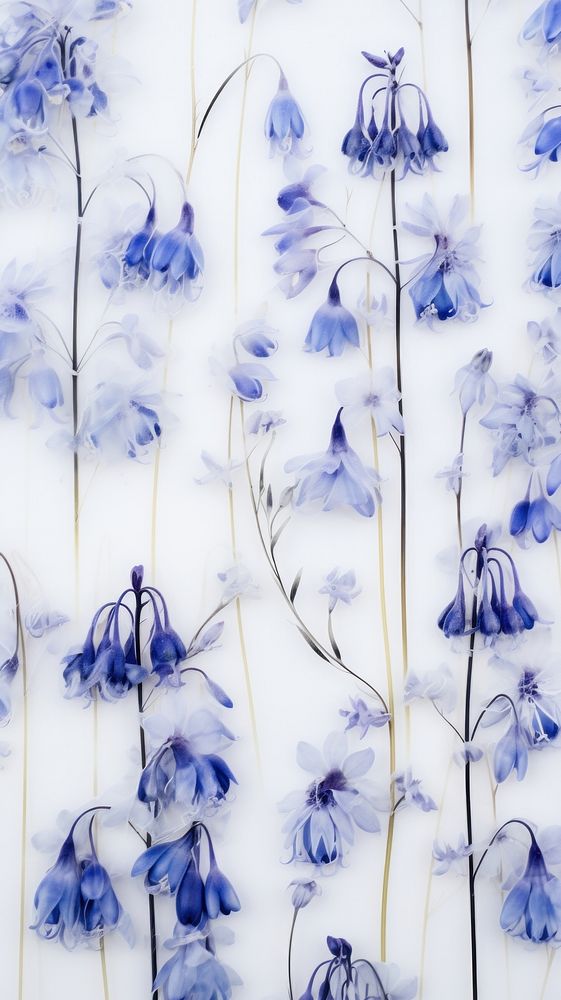 Real pressed bluebells flowers backgrounds pattern plant.