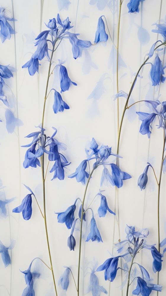 Real pressed bluebells flowers backgrounds petal plant.