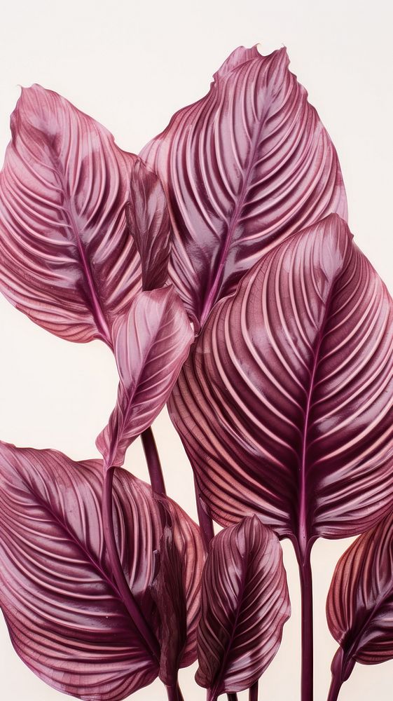 Real pressed calathea flowers backgrounds plant petal.