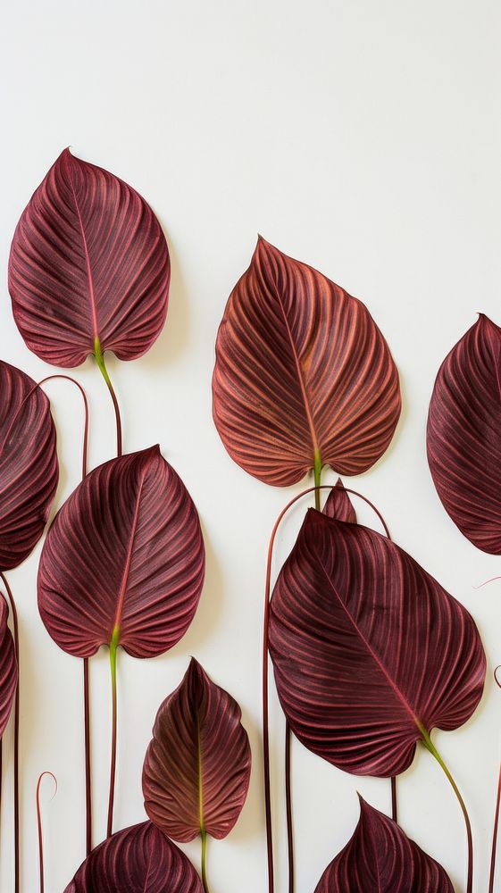 Real pressed calathea flowers plant leaf red.