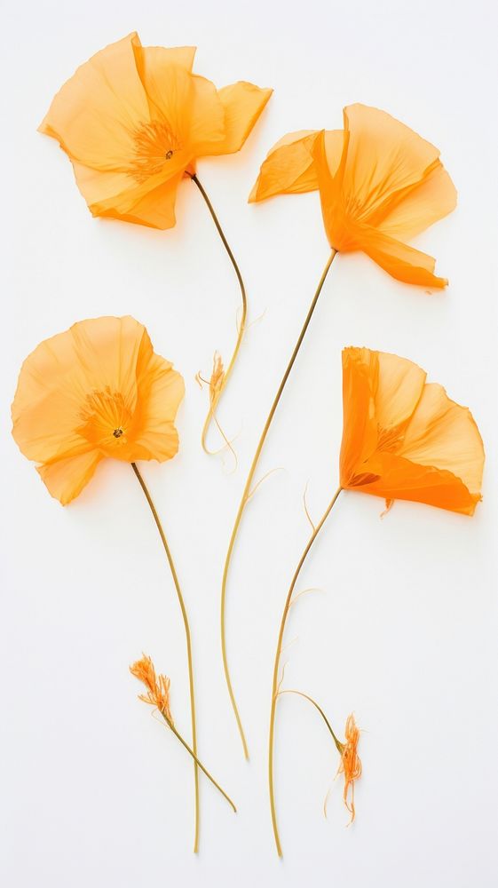Real pressed california poppy flowers petal plant inflorescence.