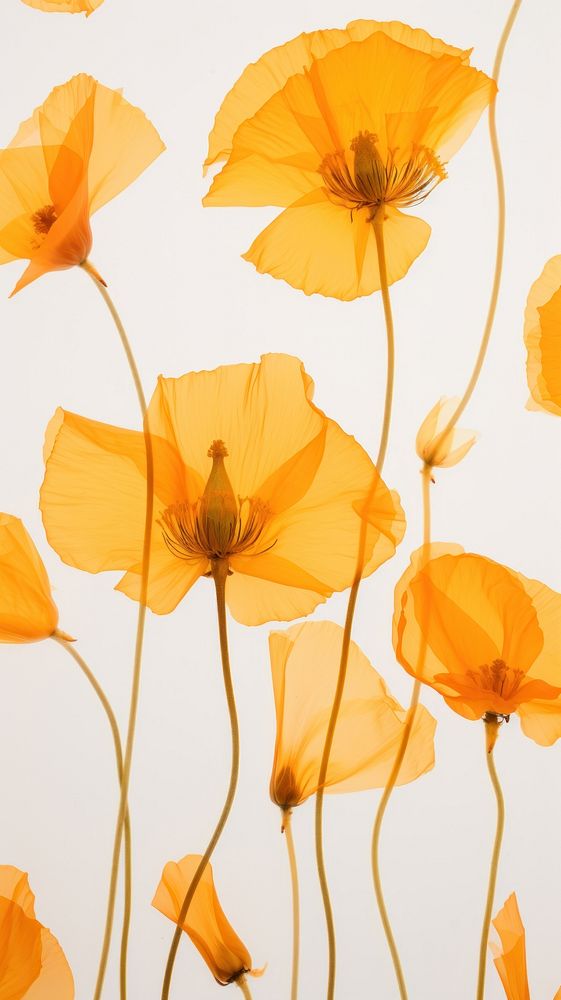 Real pressed california poppy flowers backgrounds petal plant.