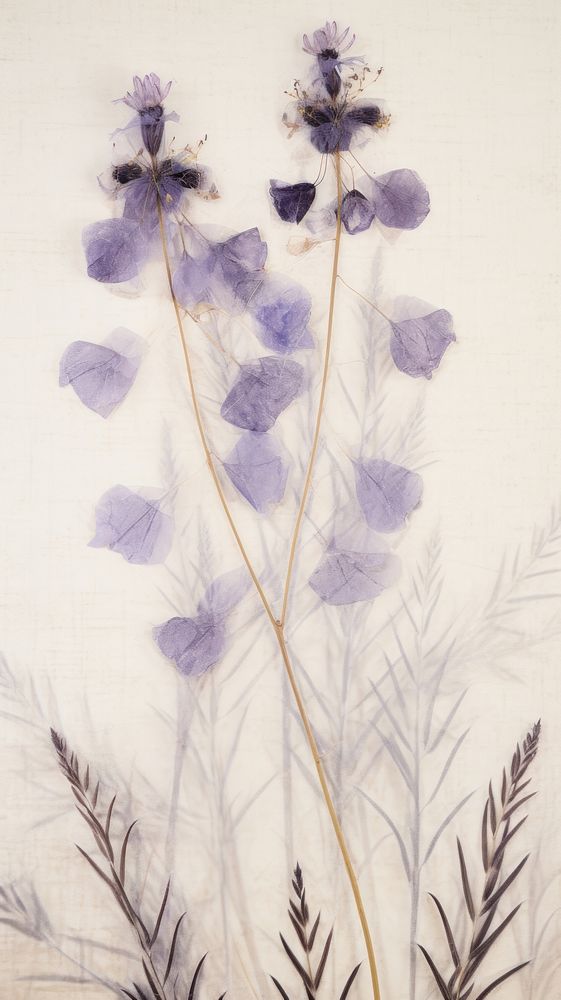 Real pressed eucalyptus flowers backgrounds lavender pattern.