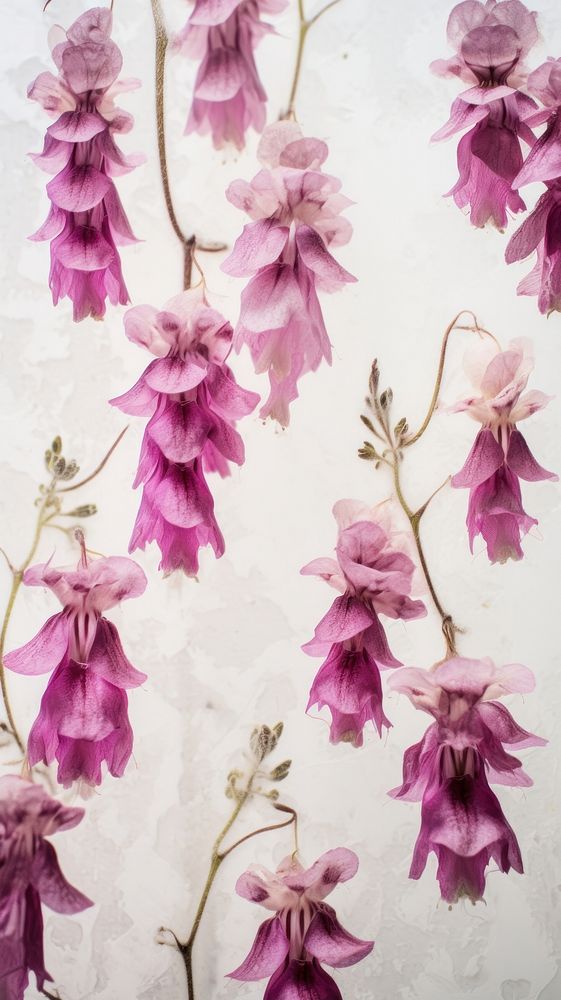 Real pressed foxgloves flowers backgrounds gladiolus blossom.