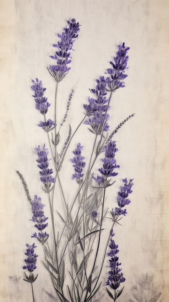 Real pressed lavender flowers plant herb wall.