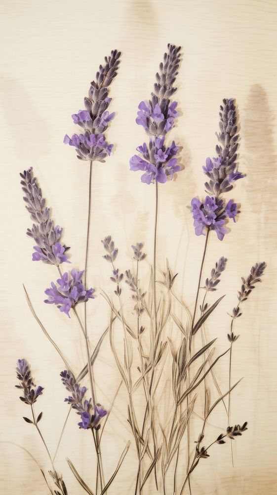 Real pressed lavender flowers plant Premium Photo rawpixel