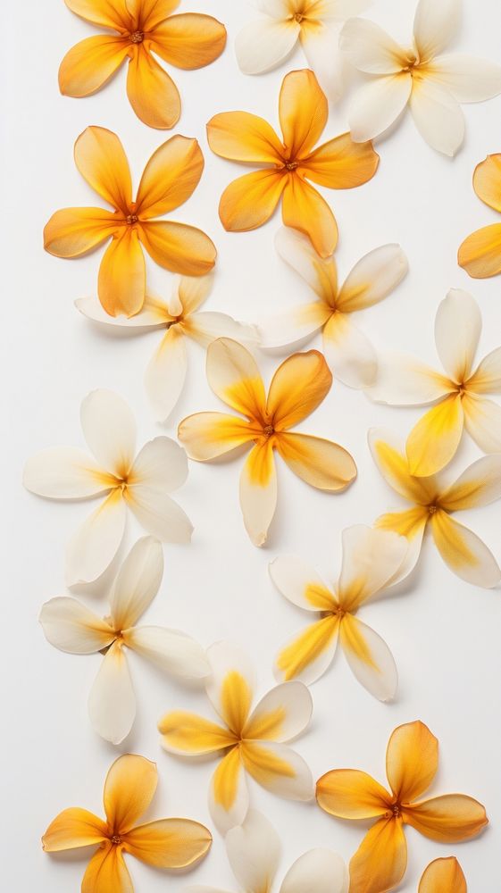 Real pressed plumeria flowers backgrounds petal plant.