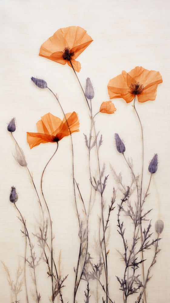 Real pressed poppy flowers plant petal wall.