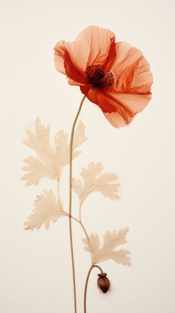 Real pressed poppy flowers plant petal red.