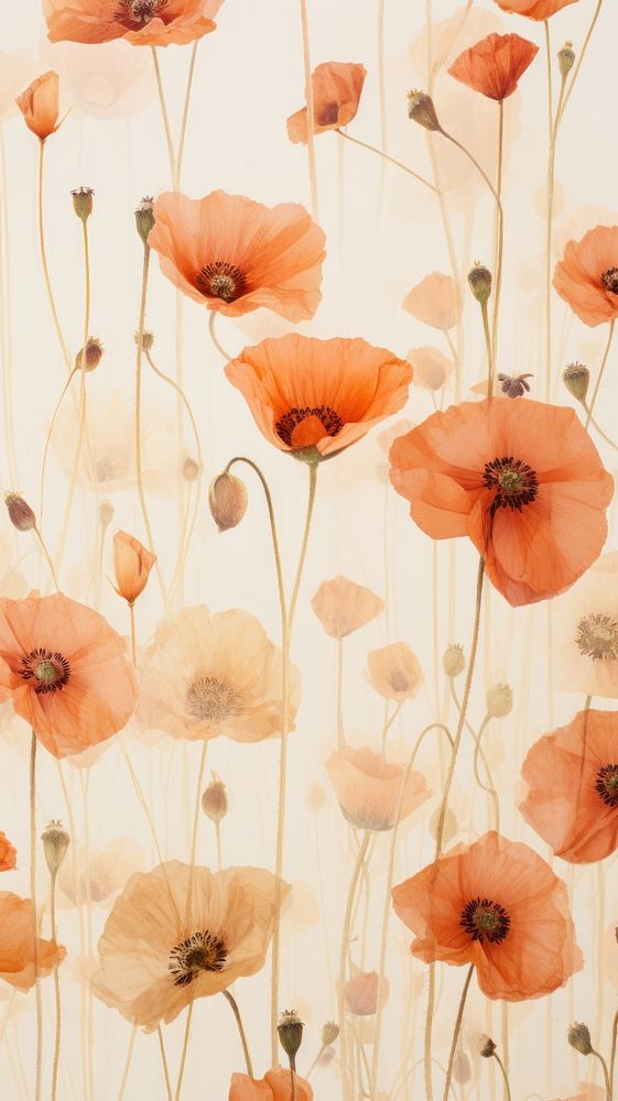 Real pressed poppy flowers backgrounds wallpaper petal.