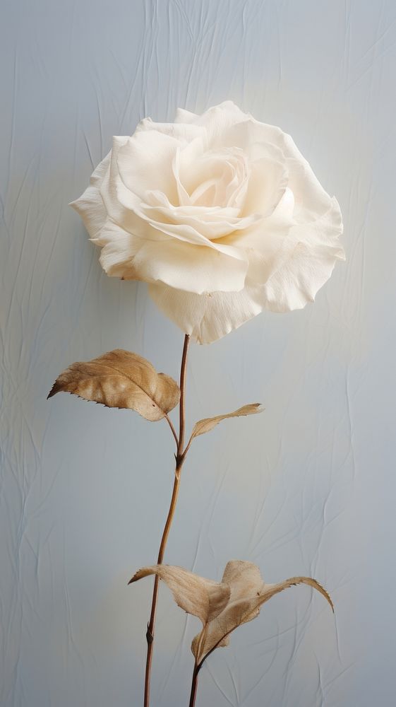 Real pressed white rose flower | Premium Photo - rawpixel
