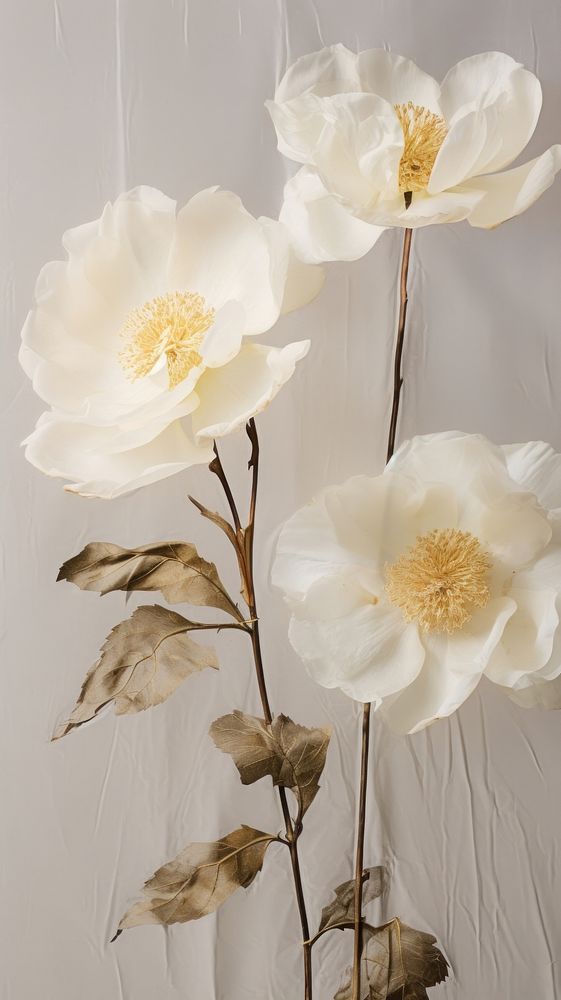 Real pressed white rose flowers | Premium Photo - rawpixel