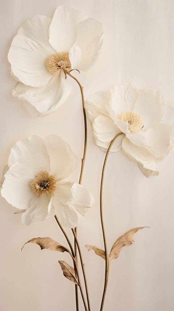 Real pressed white rose flowers | Premium Photo - rawpixel