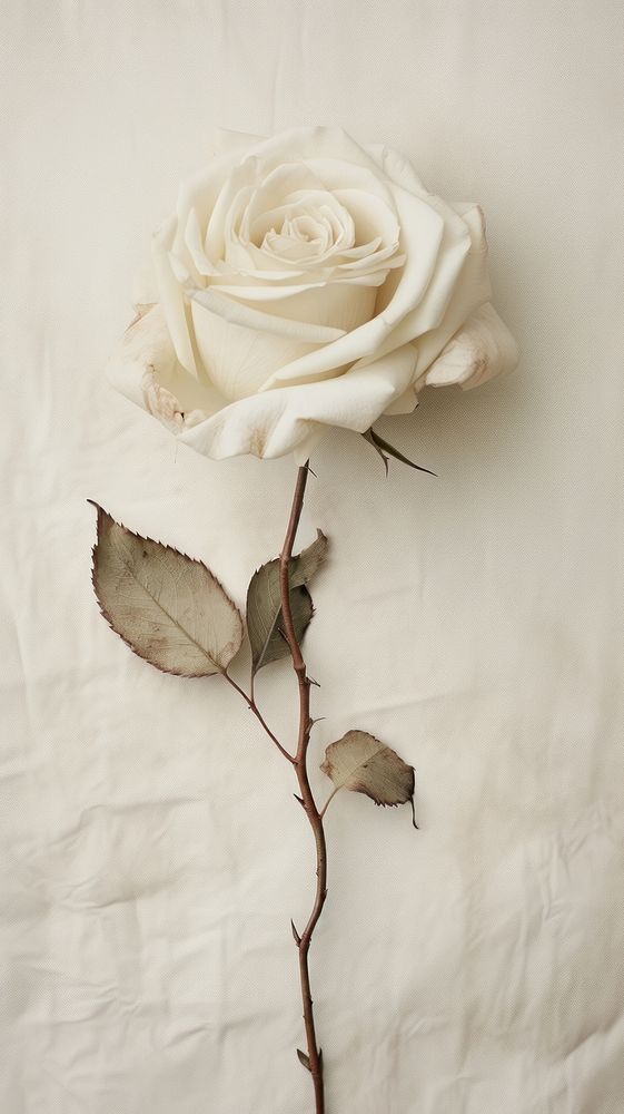 White rose flower plant white.