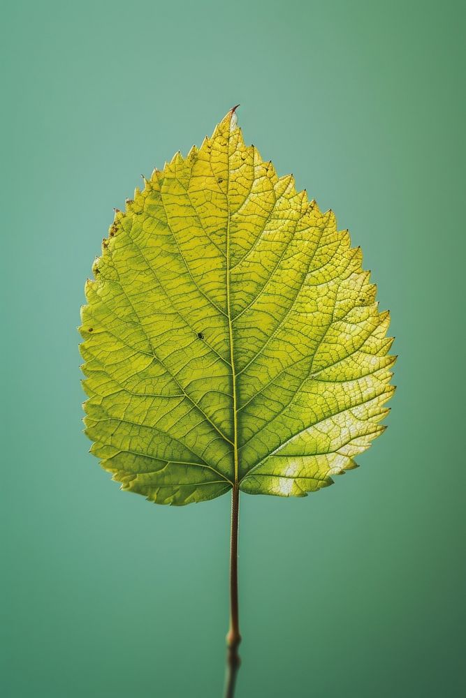 Photo of leaf plant tree fragility.