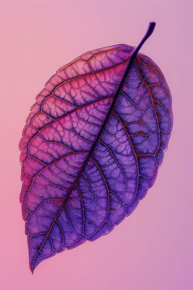Photo of leaf purple plant petal.