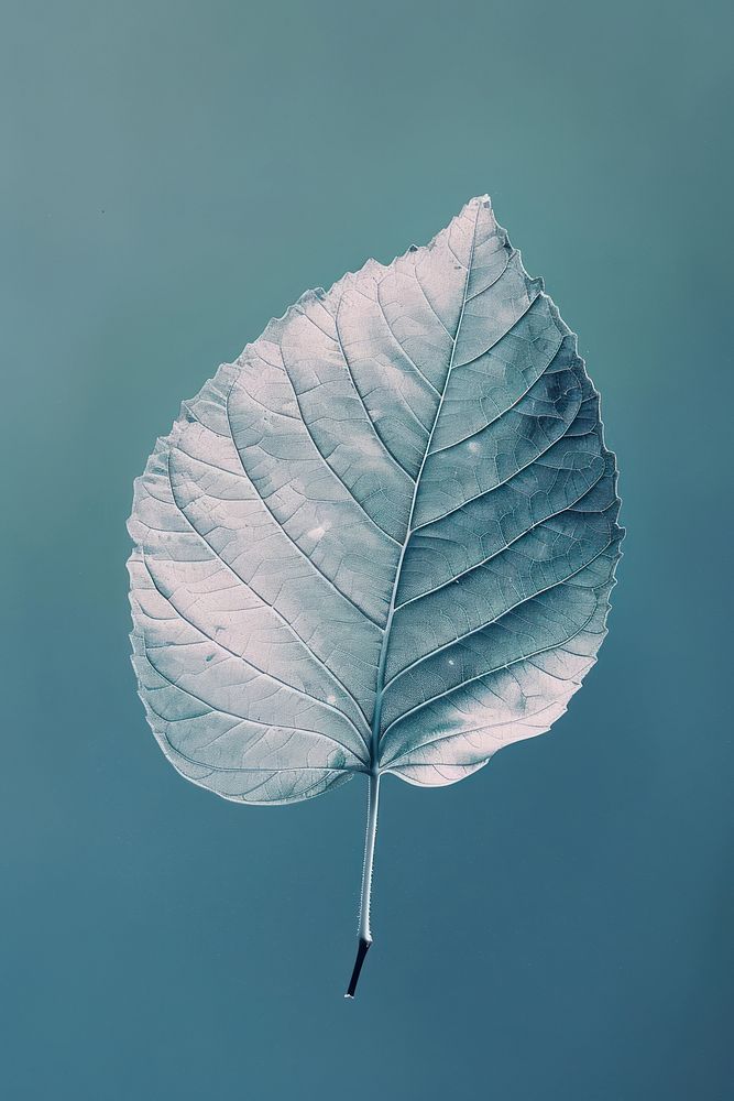 Photo of leaf outdoors plant monochrome.