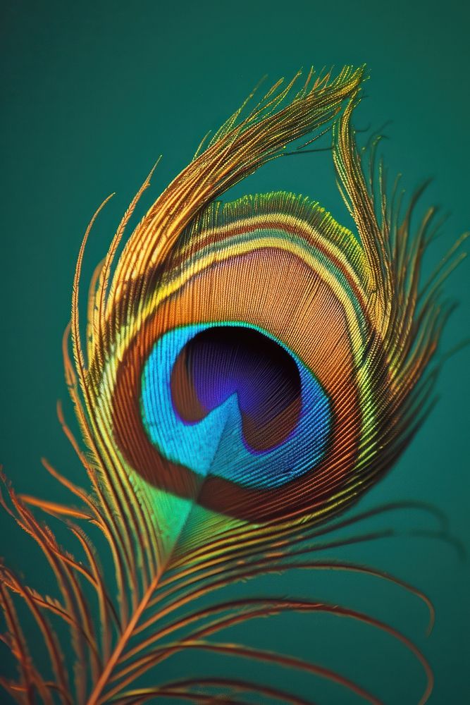 Photo of peacock feather pattern animal bird.