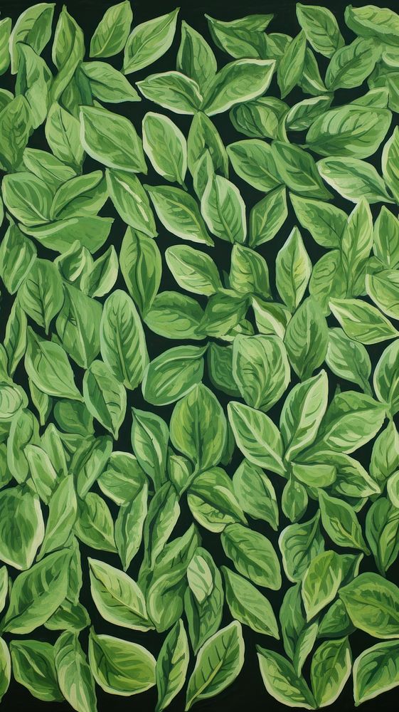 Jumbo basil leaves backgrounds pattern plant.